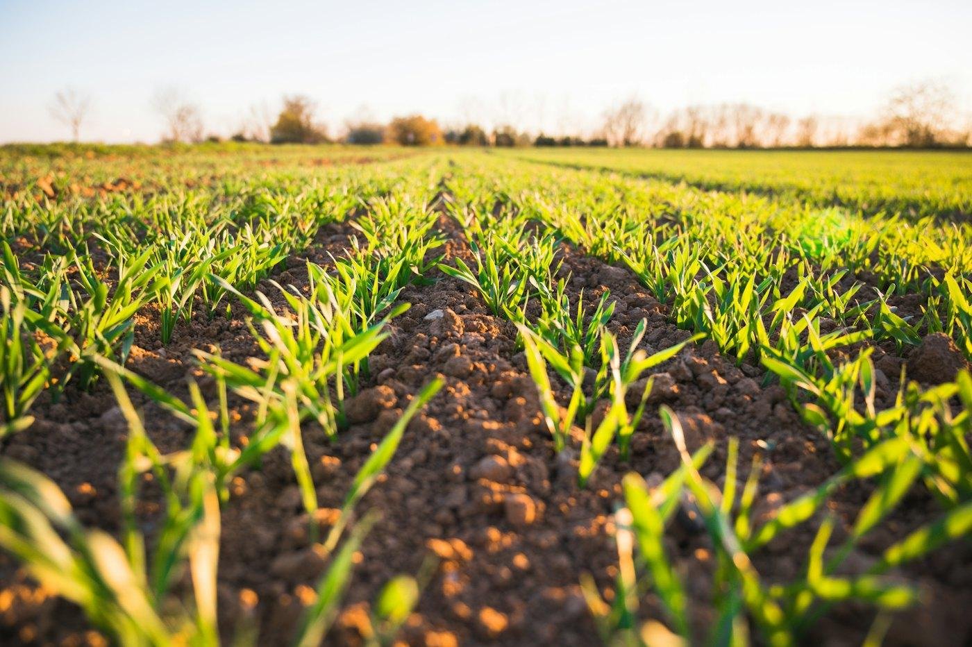 Rows of young crops in a farm field at sunset